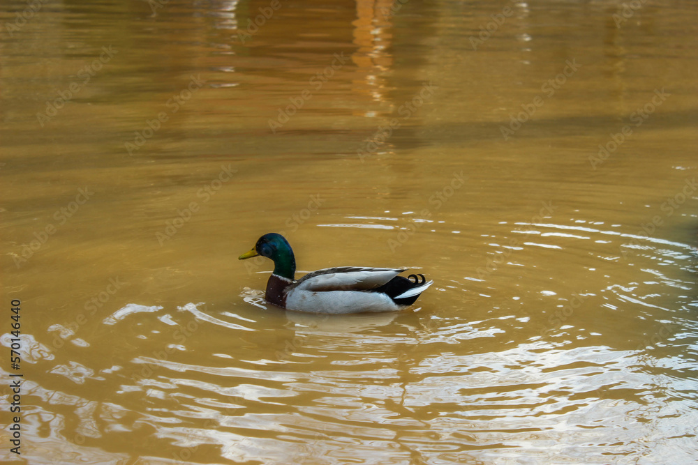 duck in a lake