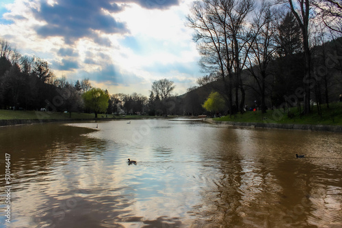 duck in a lake