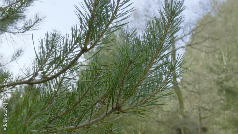A beautiful scene of a forest where the green leaves are swing at the wind 