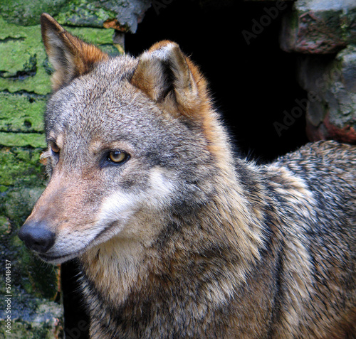 Eurasian wolf  Canis lupus lupus  portrait