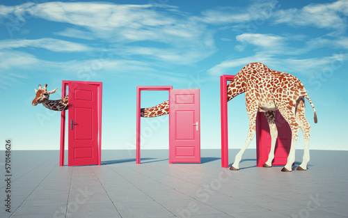 Photography Giraffe enters a door and comes out of another