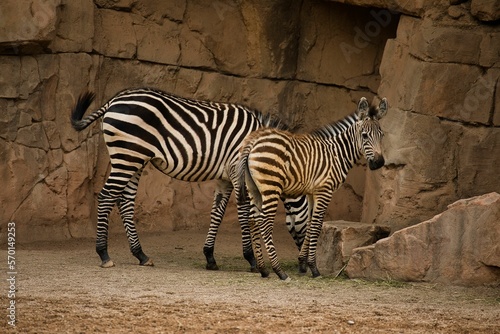 Full body shot of a zebra mother with her baby taken from the side with a rocky landscape in the background.