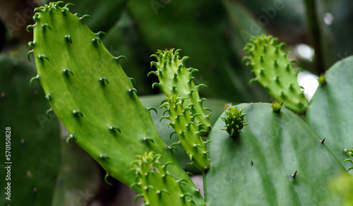 The leaves of Opuntia cochenillifera are shaped like a spoon and have many spines with curved ends. photo