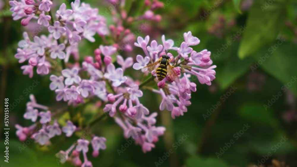 Bee lilac flower branch close-up. A beautiful lilac bush bloomed in spring. The striped bee collects nectar for honey. A flowering bush in the garden. The concept of awakening, the beauty of spring. Bee lilac flower branch close-up. A beautiful lilac bush bloomed in spring. The striped bee collects nectar for honey. A flowering bush in the garden. The concept of awakening, the beauty of spring.