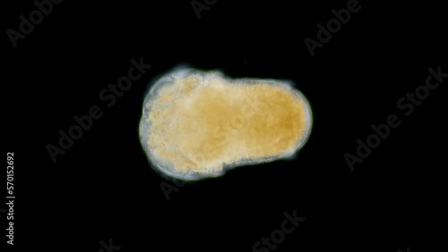 Worm larva Polychaeta, genus Scoloplos under a microscope, family Orbiniidae. White sea photo