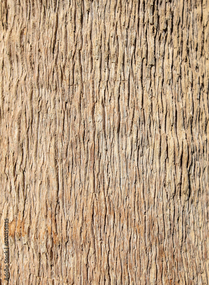 Fototapeta premium Tree bark as an abstract background.