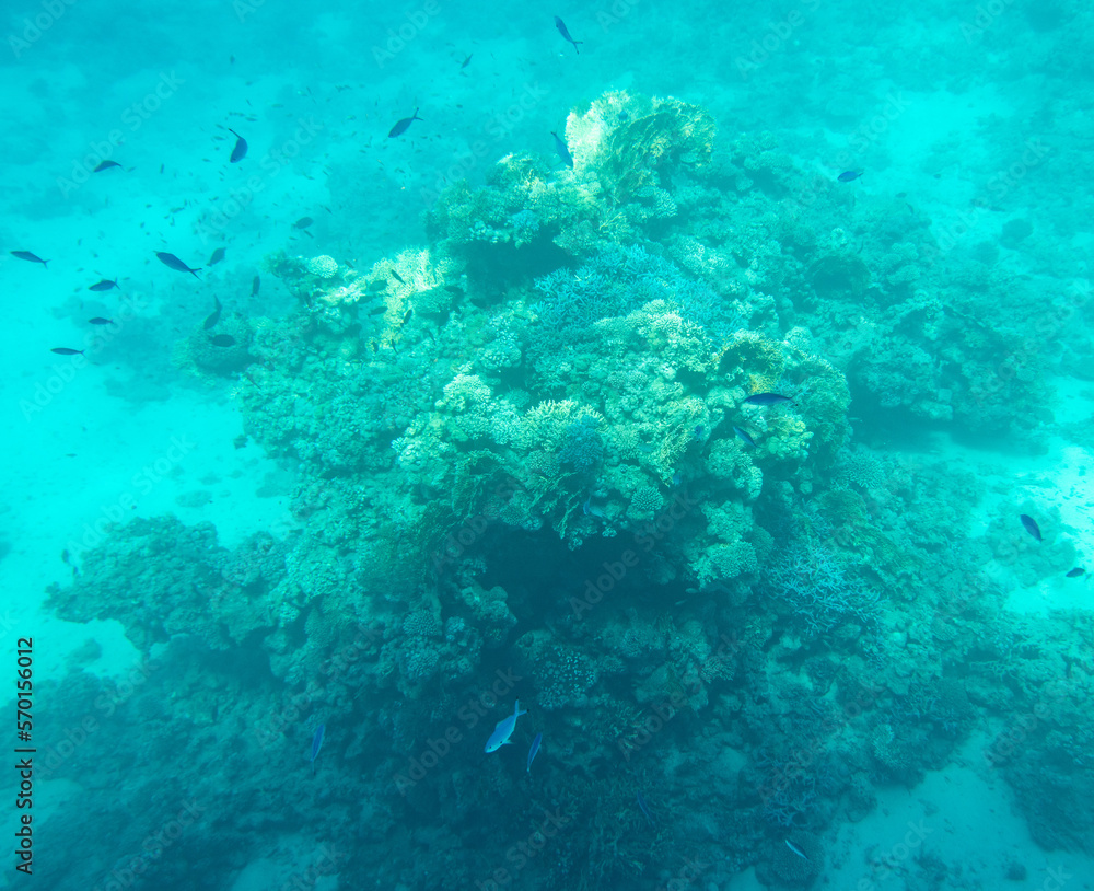 Fototapeta premium Coral reef at the bottom of the Red Sea.