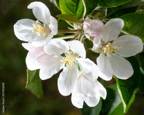 Flowers on the branches of an apple tree in spring.