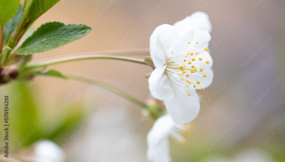 Flowers on a cherry tree in spring. Flowers on a cherry tree in spring.