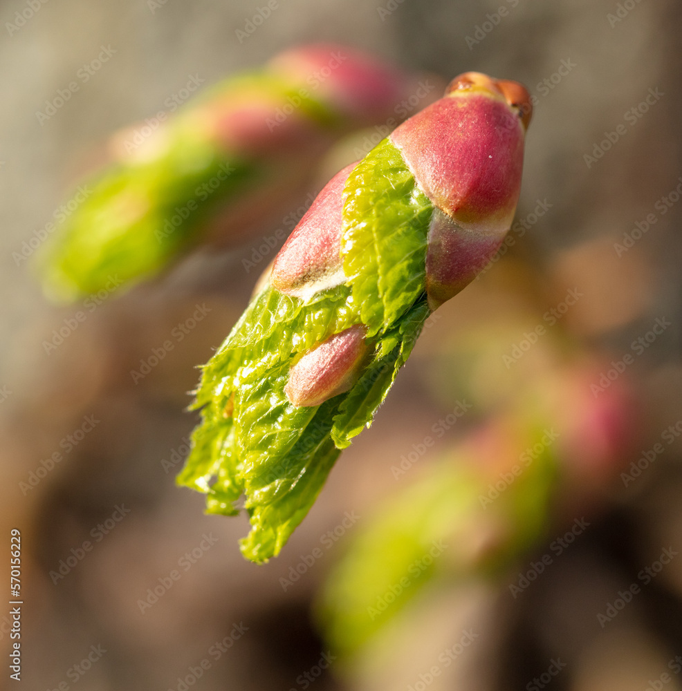 Fototapeta premium Opening bud on a tree in spring.