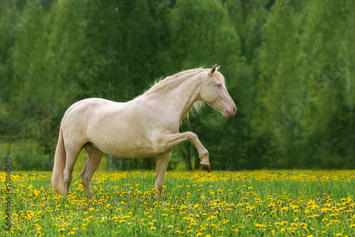 Beautiful andalusian horse in the field with flowers