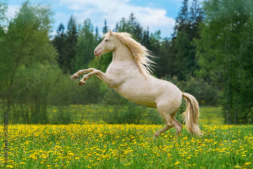 Beautiful andalusian horse rearing up in the field with flowers photo