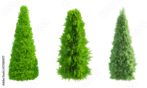 Tableau sur toile Eastern Cedar Thuja White Cedar shrub set alpha channel,