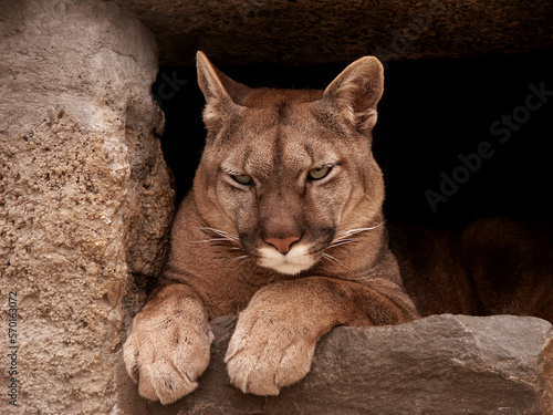 Cougar (Puma concolor) portrait