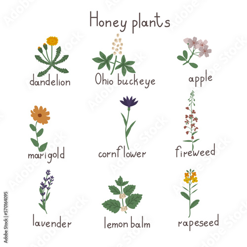 Honey plants set