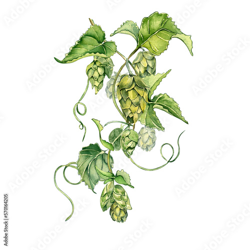 Hop vine, plant malt watercolor illustration isolated on white background. Hop on brunch with leaves hand drawn. Design element for advertising beer festival, label, menu, packaging, St Patrick's day.
