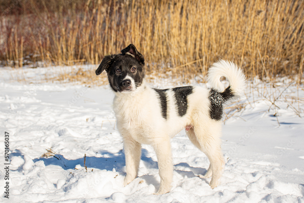 Naklejka premium portrait of a dog in winter nature.