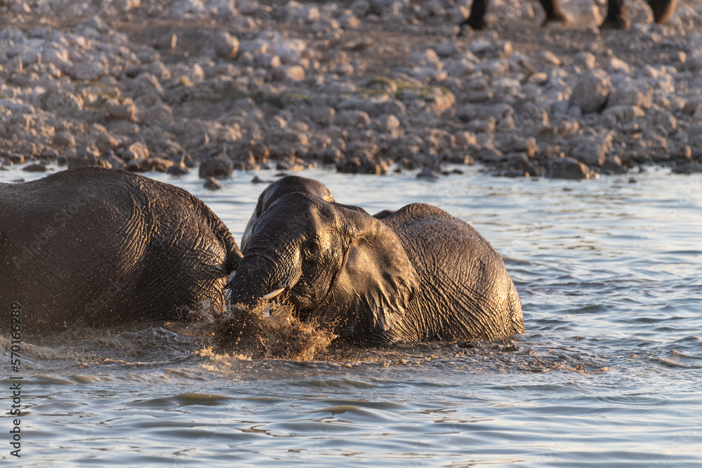 Telephoto shot of a herd of African Elephant -Loxodonta Africana- taking a bath in a waterhole in Etosha national Park. Telephoto shot of a herd of African Elephant -Loxodonta Africana- taking a bath in a waterhole in Etosha national Park.