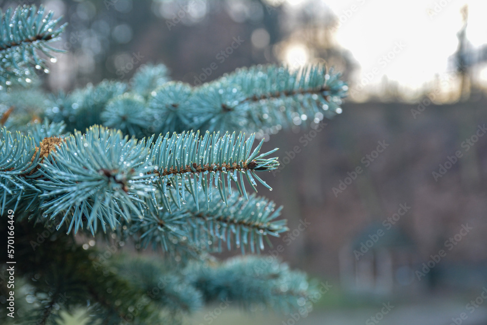 natural background branch blue spruce .Blurred focus image.