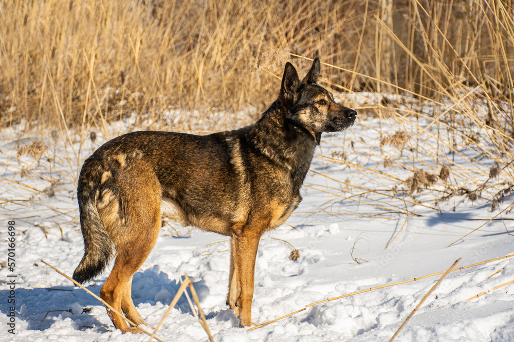 portrait of a dog in winter nature.