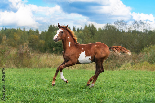 Young horse running in the field in summer