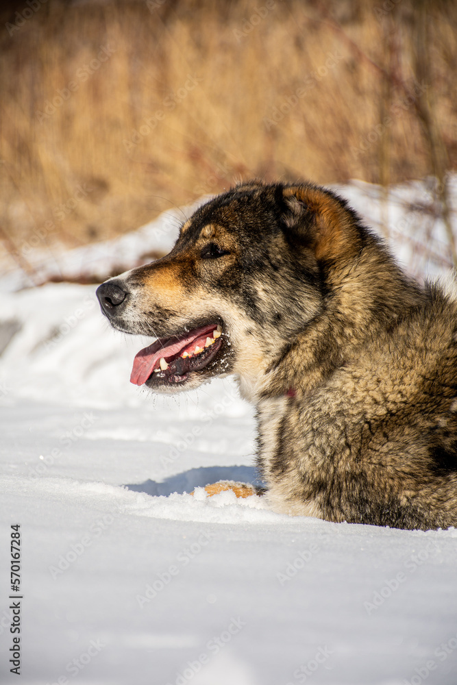 portrait of a dog in winter nature. portrait of a dog in winter nature.