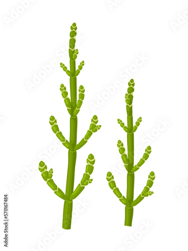 Vector illustration, samphire is also called sea asparagus, sea pickle, or sea bean, isolated on white background.
