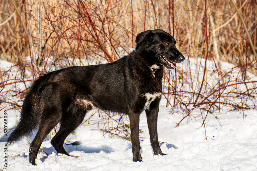 portrait of a dog. A stray dog. A mongrel dog. a dog on a walk in winter. portrait of a dog. A stray dog. A mongrel dog. a dog on a walk in winter.