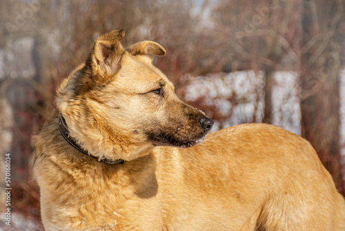 portrait of a dog. A stray dog. A mongrel dog. a dog on a walk in winter. © sachurupka18