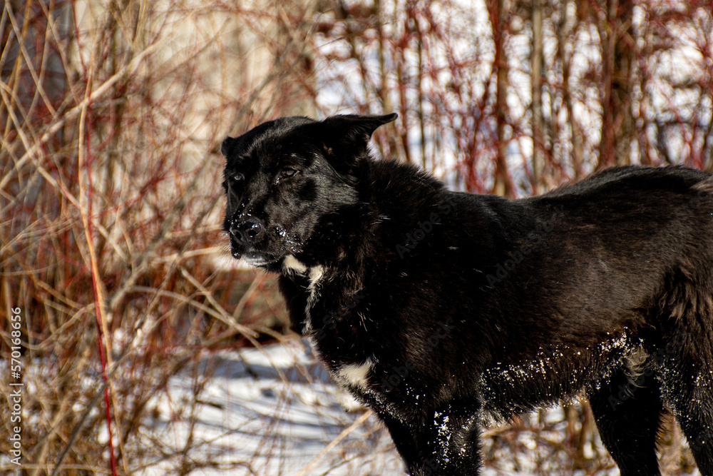portrait of a dog. A stray dog. A mongrel dog. a dog on a walk in winter. portrait of a dog. A stray dog. A mongrel dog. a dog on a walk in winter.