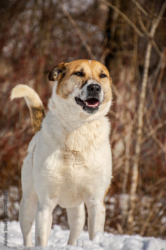 portrait of a dog. A stray dog. A mongrel dog. a dog on a walk in winter. portrait of a dog. A stray dog. A mongrel dog. a dog on a walk in winter.