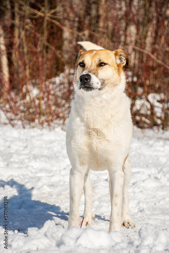 portrait of a dog. A stray dog. A mongrel dog. a dog on a walk in winter.