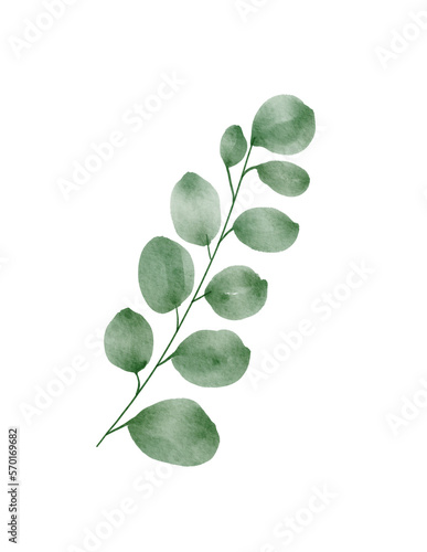 eucalyptus leaves green watercolor png