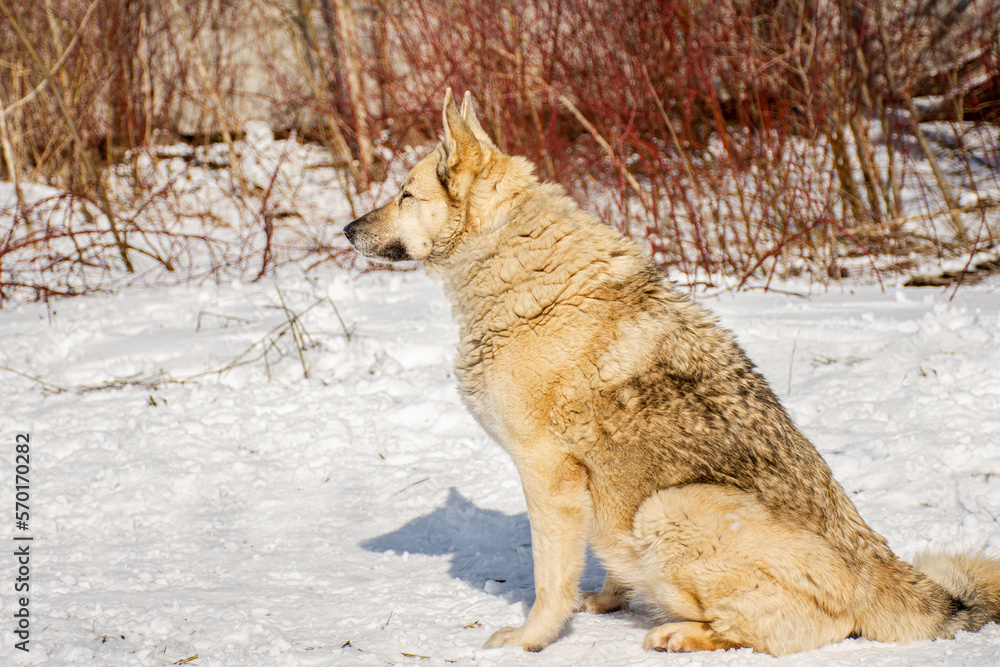 Portrait of a dog in winter nature. A dog on a walk in winter. The old dog