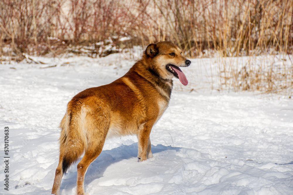 Portrait of a dog in winter nature. A dog on a walk in winter. Portrait of a dog in winter nature. A dog on a walk in winter.