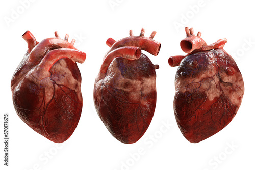 3d rendering of human heart organ from perspective view