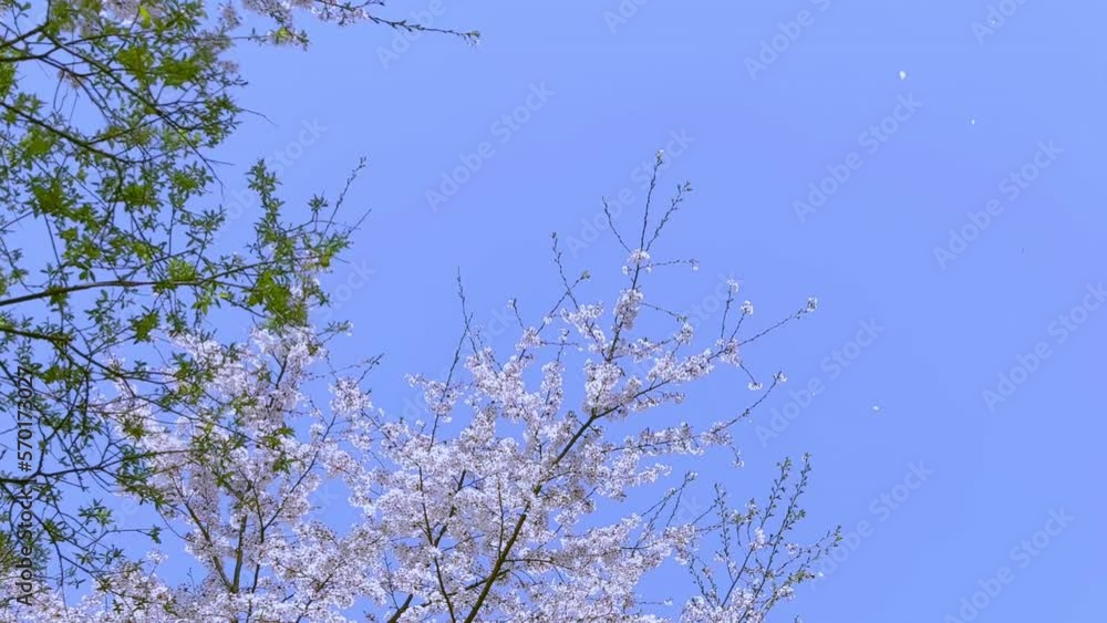a rain of flowers falling from the sky a rain of flowers falling from the sky