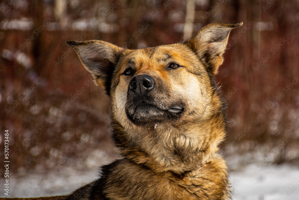 Portrait of a dog in winter nature. A dog on a walk in winter. Portrait of a dog in winter nature. A dog on a walk in winter.