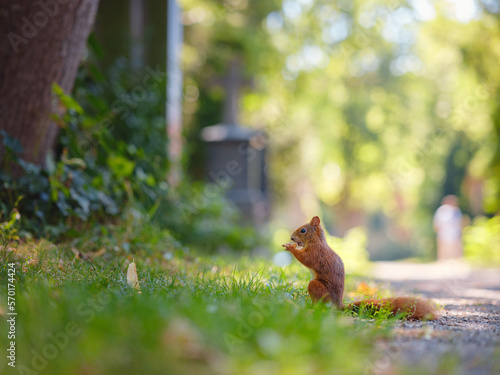 Cute squirrel in a park in Munich, Germany summer travel to Europe. Wildlife in green park. Sciurus vulgaris. © YURII Seleznov