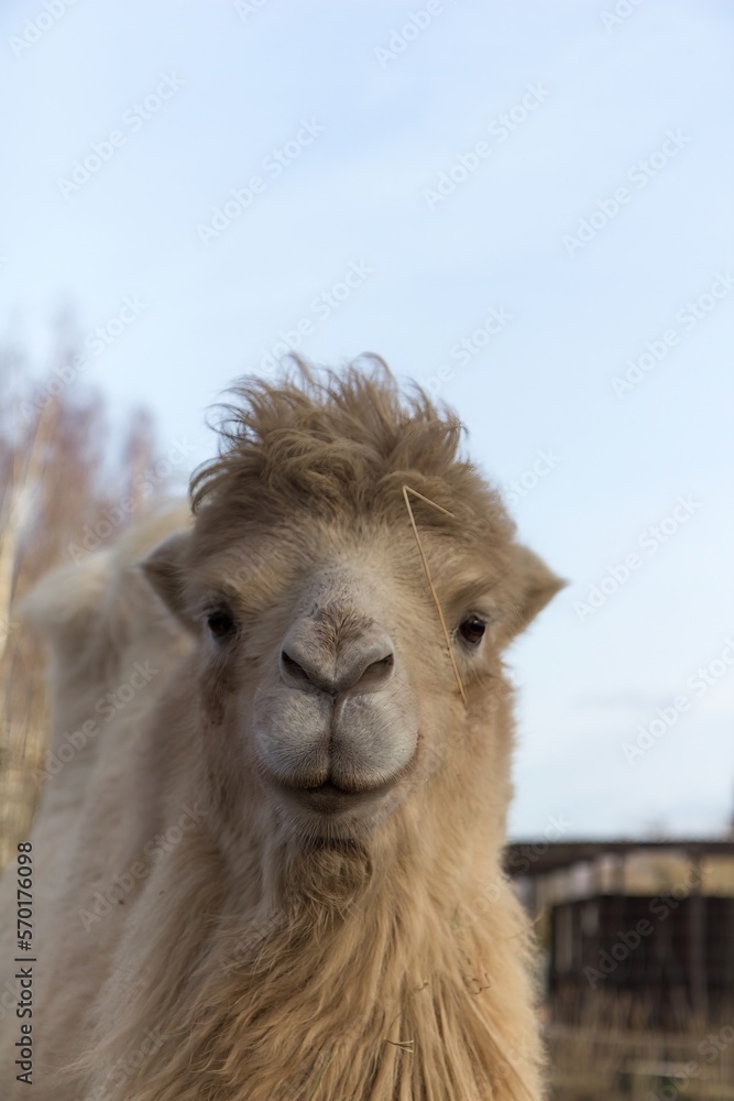 Light brown Camel closeup portrait