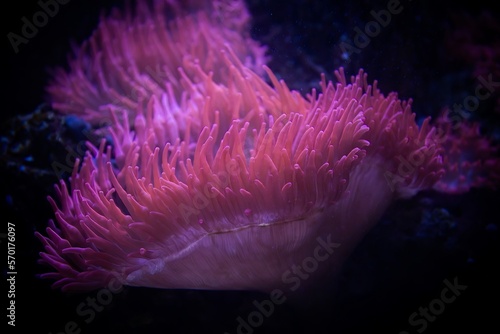 Soltwater anemone on reef in the ocean © Dead Tree World