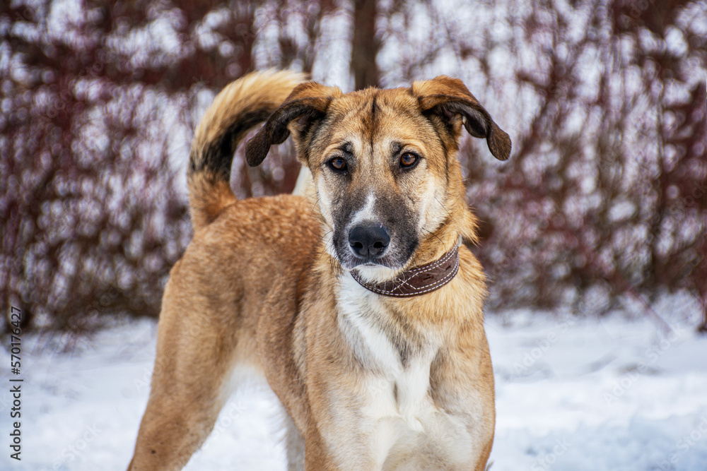 Portrait of a dog in winter nature. A dog on a walk in winter. Portrait of a dog in winter nature. A dog on a walk in winter.