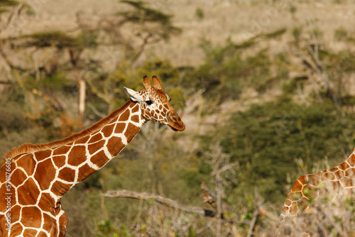 Canvas Print giraffes on the savannah