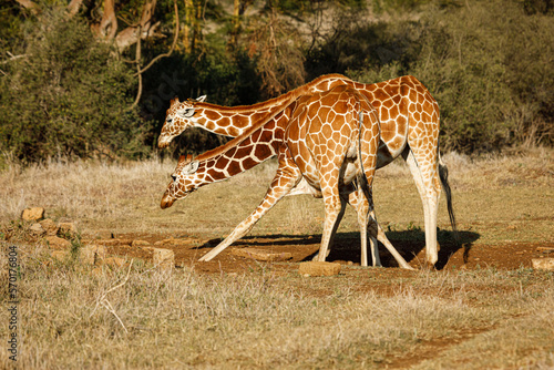 giraffes at a salt lick