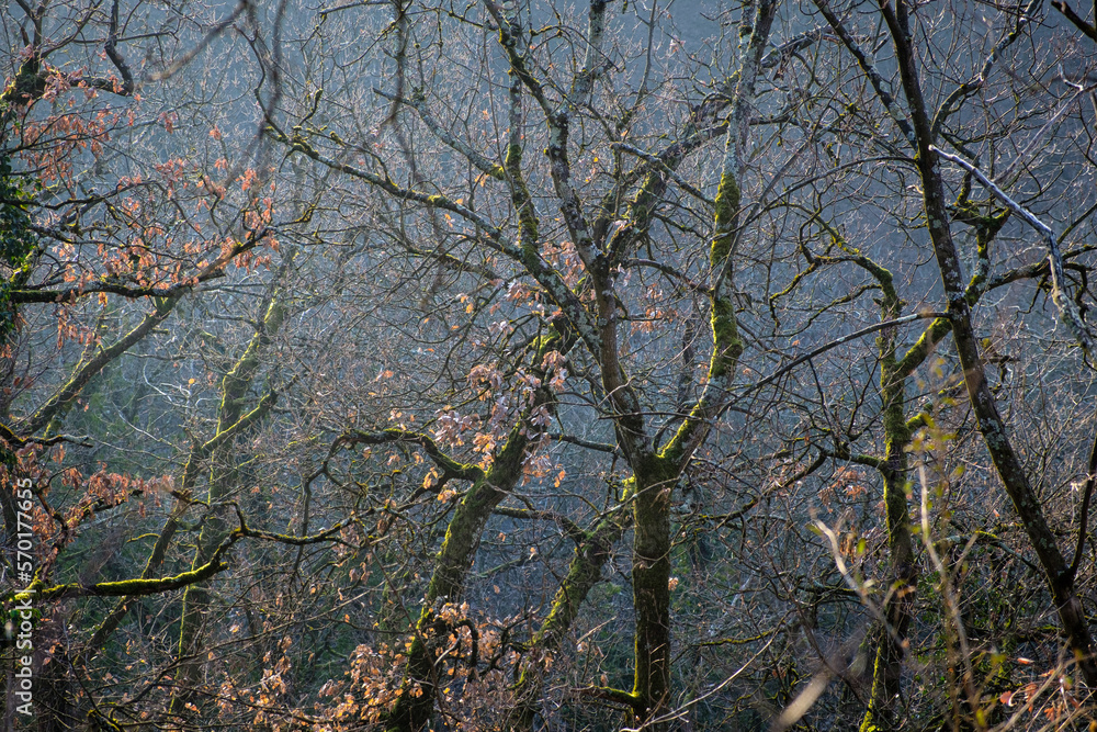 La Forêt La Forêt