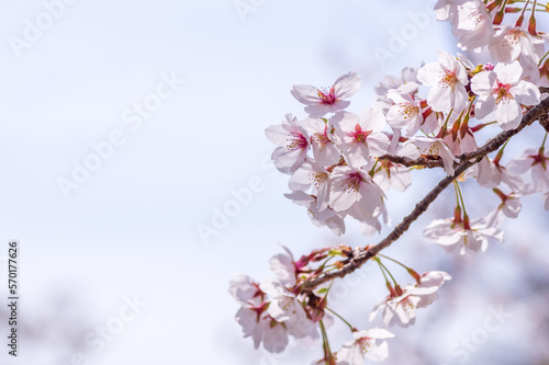 新春の桜の花 © you1234