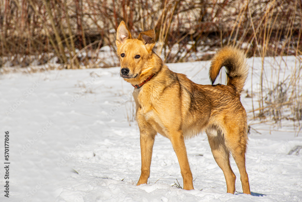 Portrait of a dog in winter nature. A dog on a walk in winter. Portrait of a dog in winter nature. A dog on a walk in winter.