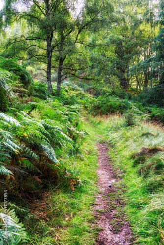 Walking trail from Strathtay to Pitlocry  Scotland  United Kingdom