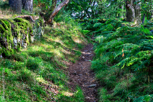 Walking trail from Strathtay to Pitlocry, Scotland, United Kingdom photo