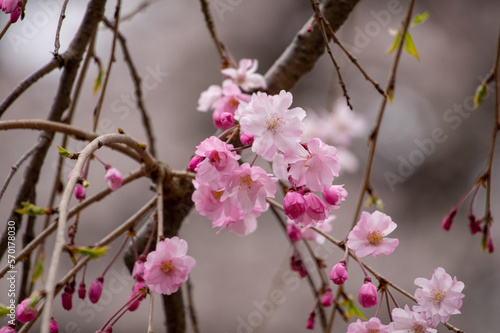 春の八重桜